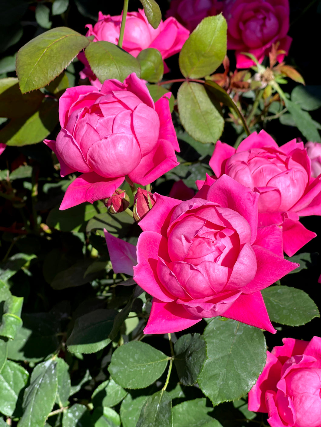 Growing Roses: May 18th