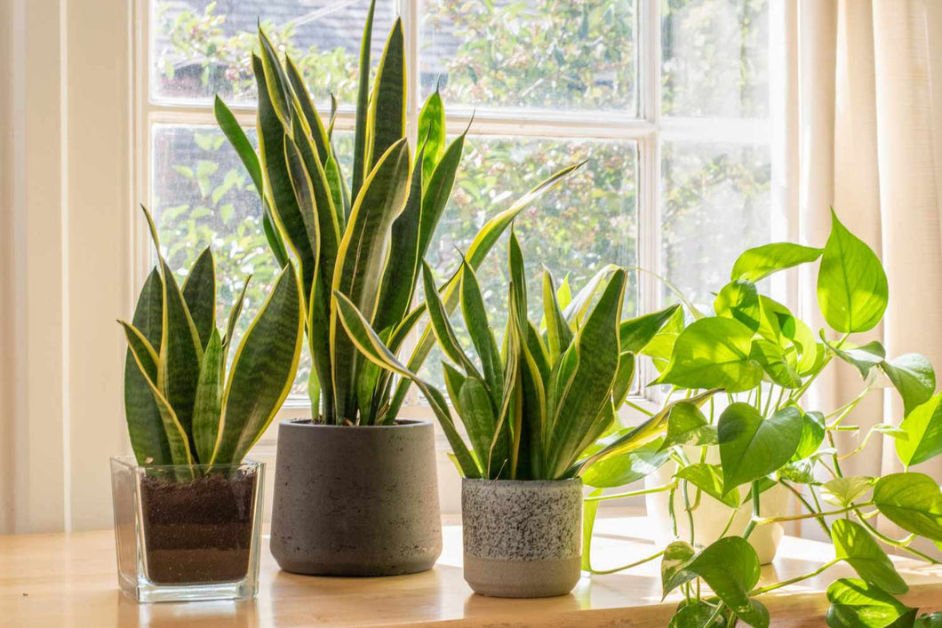 Indoor Plants - June 1st