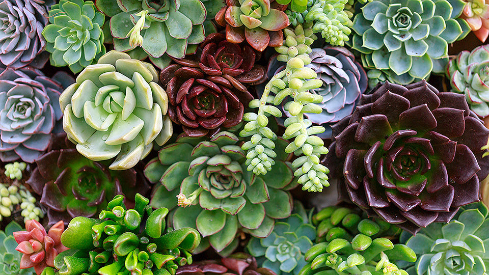 We Love Succulents: May 16th